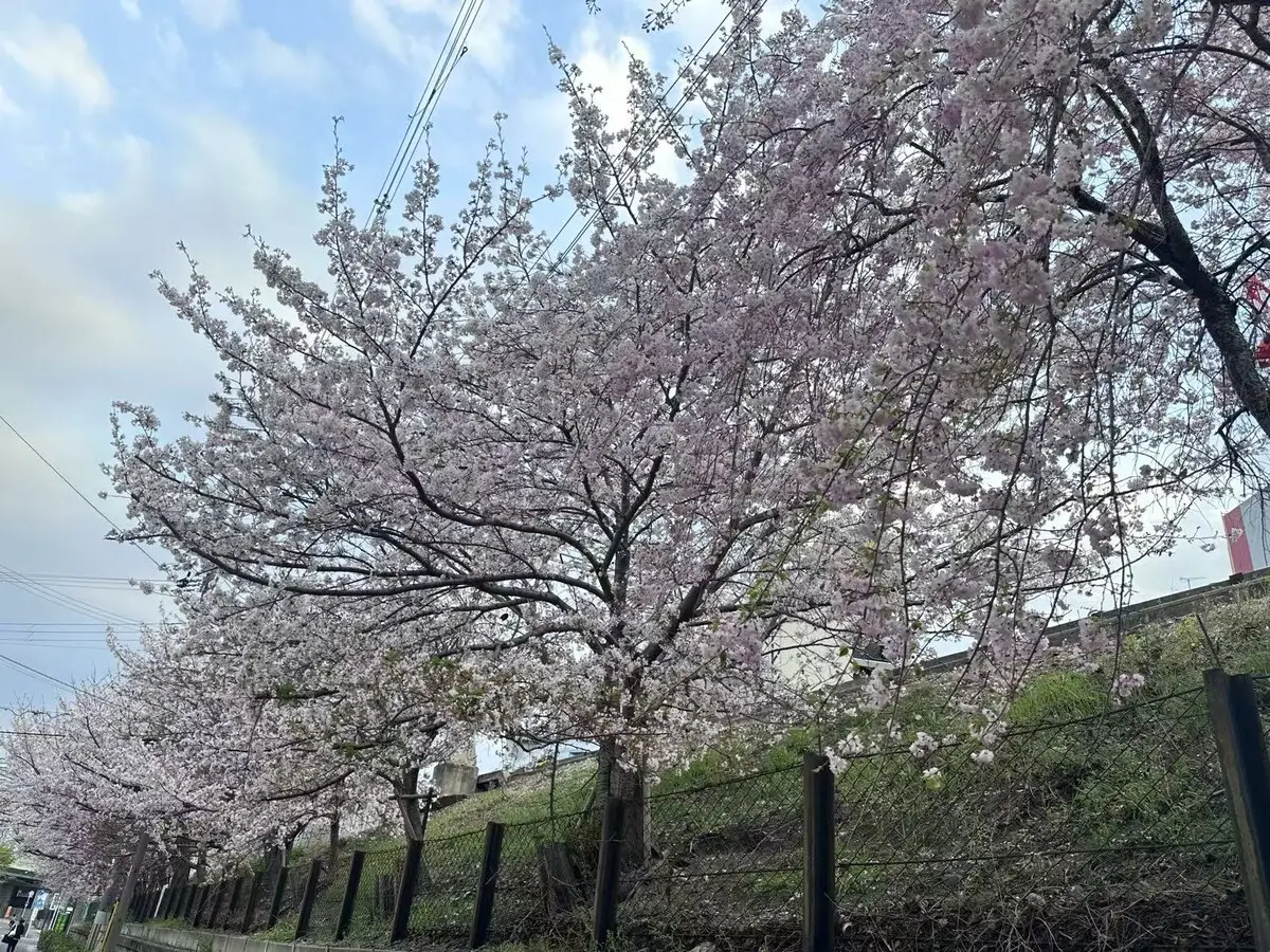 旅タイム・岸里美山 56