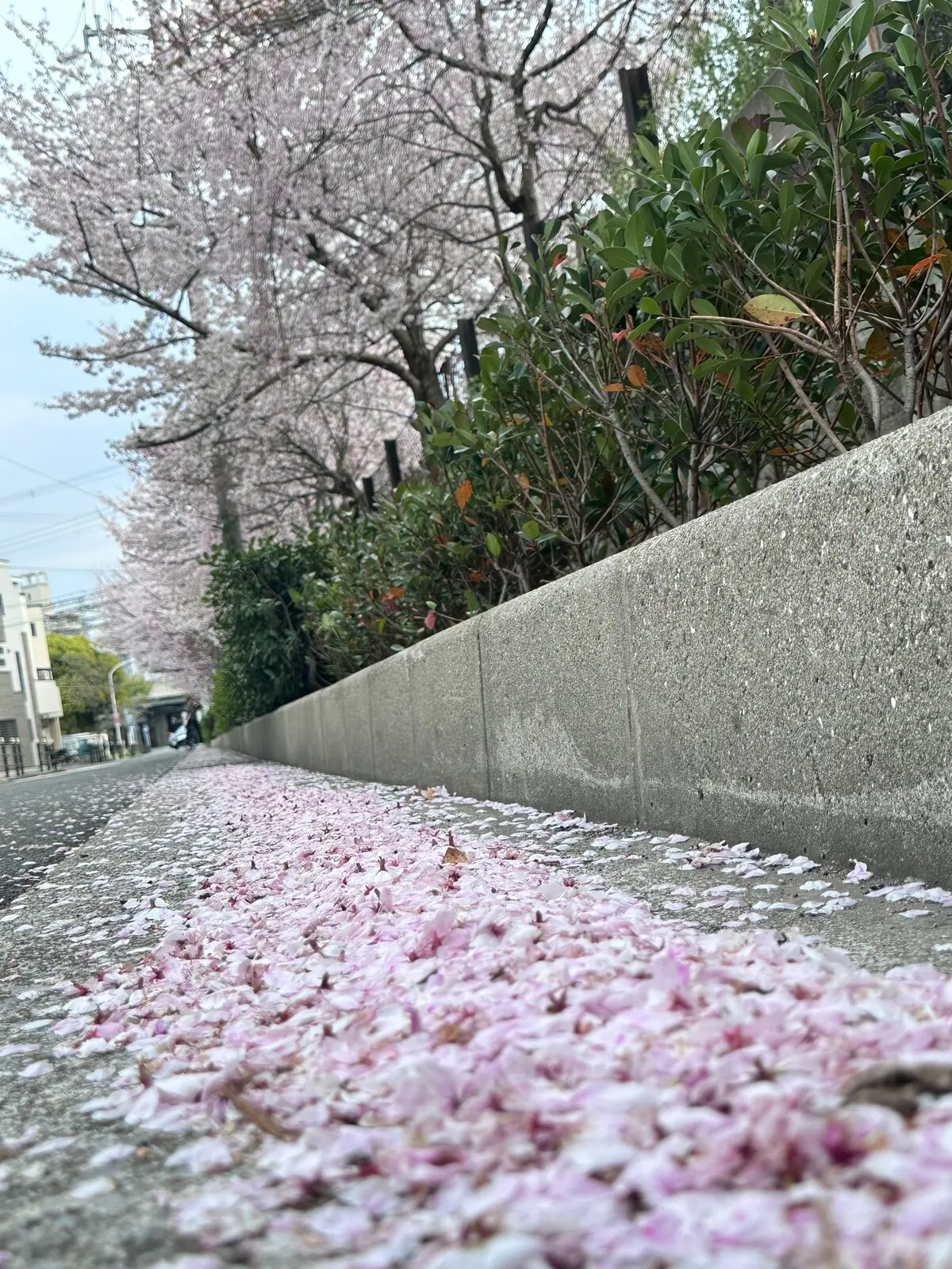旅タイム・岸里美山 61