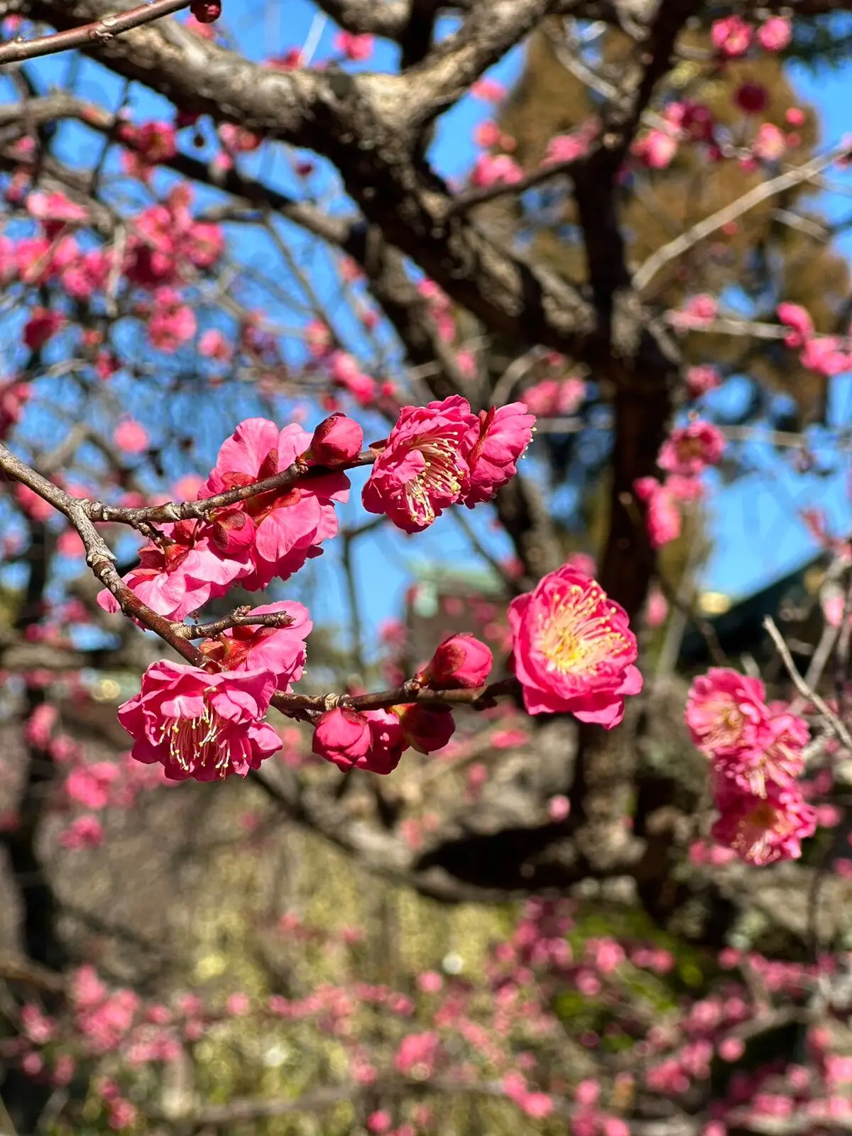 時の宿・上七軒 30